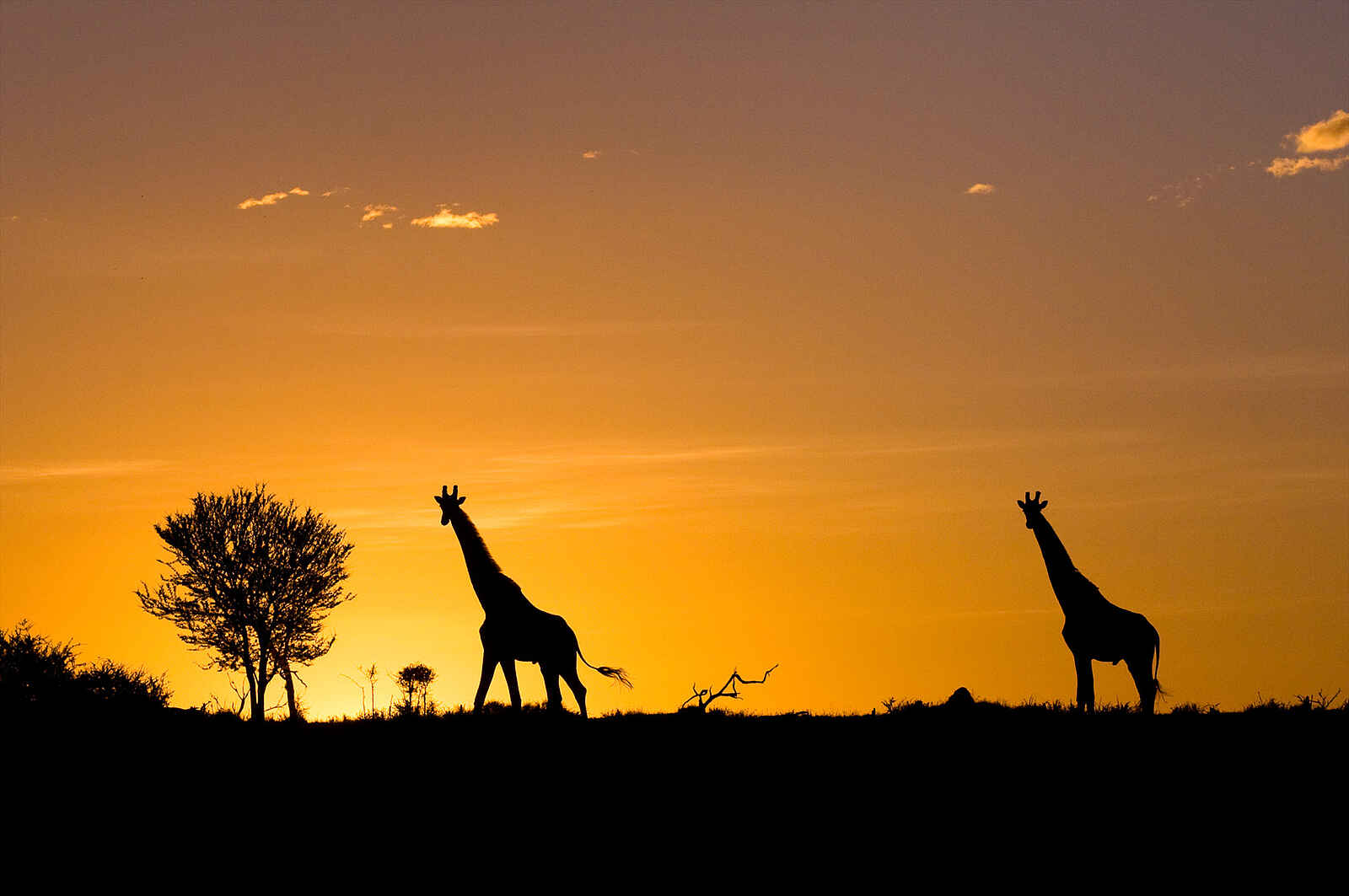 Namiri Plains Camp: Giraffen im Sonnenuntergang Namiri Plains Camp: Giraffen im Sonnenuntergang