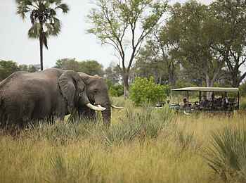 Nxabega Okavango Tented Camp: Elefantenpärchen