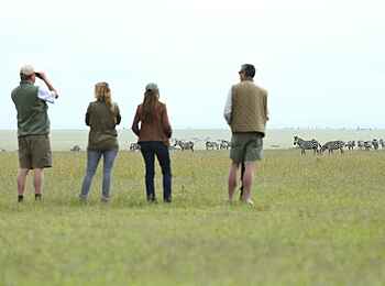 Ol Pejeta Bush Camp: Beobachtung von Zebras Ol Pejeta Bush Camp: Beobachtung von Zebras