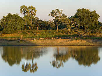 Robin Pope River Journeys: Impalas am Ufer