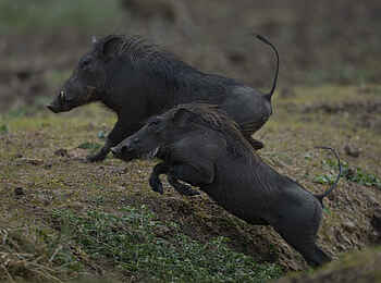 Sanguni Safari Lodge: Warzenschweine auf der Flucht
