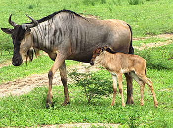 Selous Impala Camp: Gnufamilie