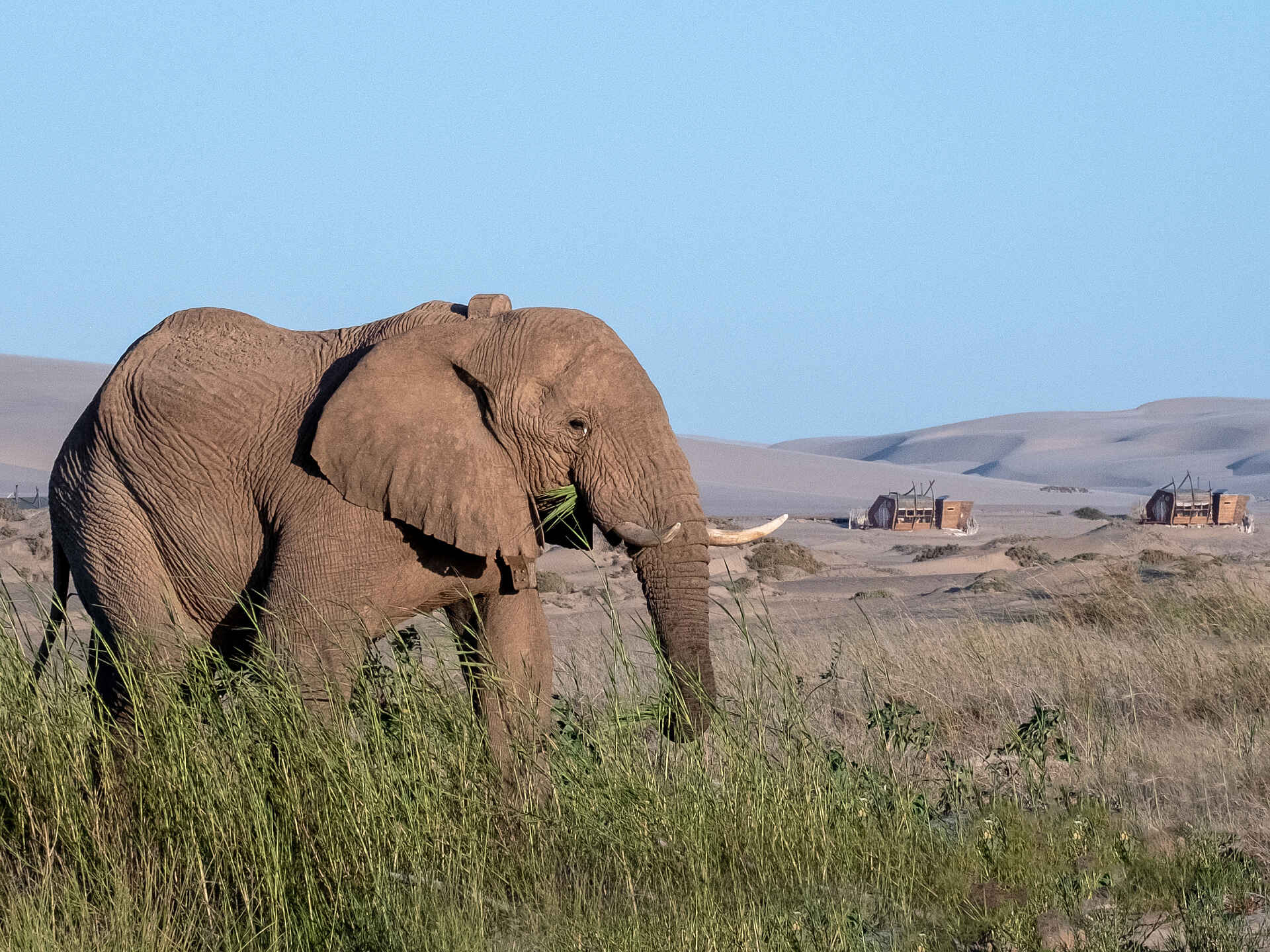 Shipwreck Lodge: ein Wüstenelefant vor der Lodge