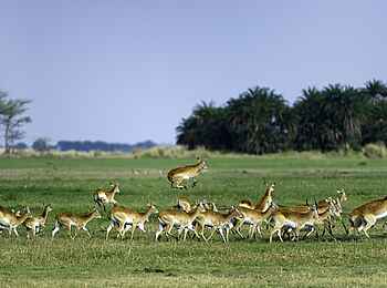 Shumba Camp: Antilopen Shumba Camp: Antilopen