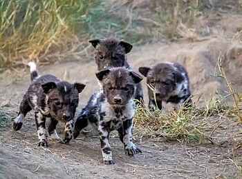 Simbavati Camp George: Neugierige Wildhund Welpen Simbavati Camp George: Neugierige Wildhund Welpen