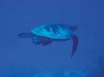 Vamizi Island: Schildkröte unter Wasser