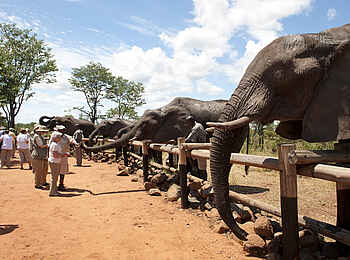 Wild Horizons - Elephant Interaction: Begrüßung