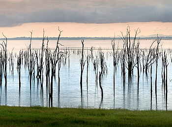 Bumi Hills Safari Lodge: Versunkener Wald Bumi Hills Safari Lodge: Versunkener Wald