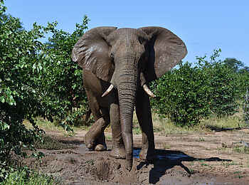 Chilo Ivory Trail Adventure: Elefant am Schlammbad