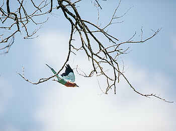 Chilo Ivory Trail Adventure: Gabelracke im Flug