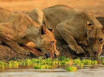 Kavinga Safari Camp: Trinkende Löwinnnen Kavinga Safari Camp: Trinkende Löwinnnen