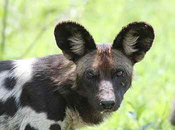 Legendary Mwiba Lodge: Wildhundportrait Legendary Mwiba Lodge: Wildhundportrait