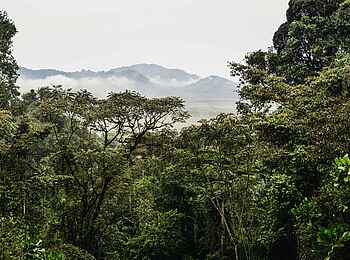 One and Only Nyungwe House: Blick über das Sumpfgebiet One and Only Nyungwe House: Blick über das Sumpfgebiet