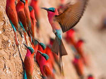 Time + Tide Chinzombo: Bienenfresser am sandigen Ufer