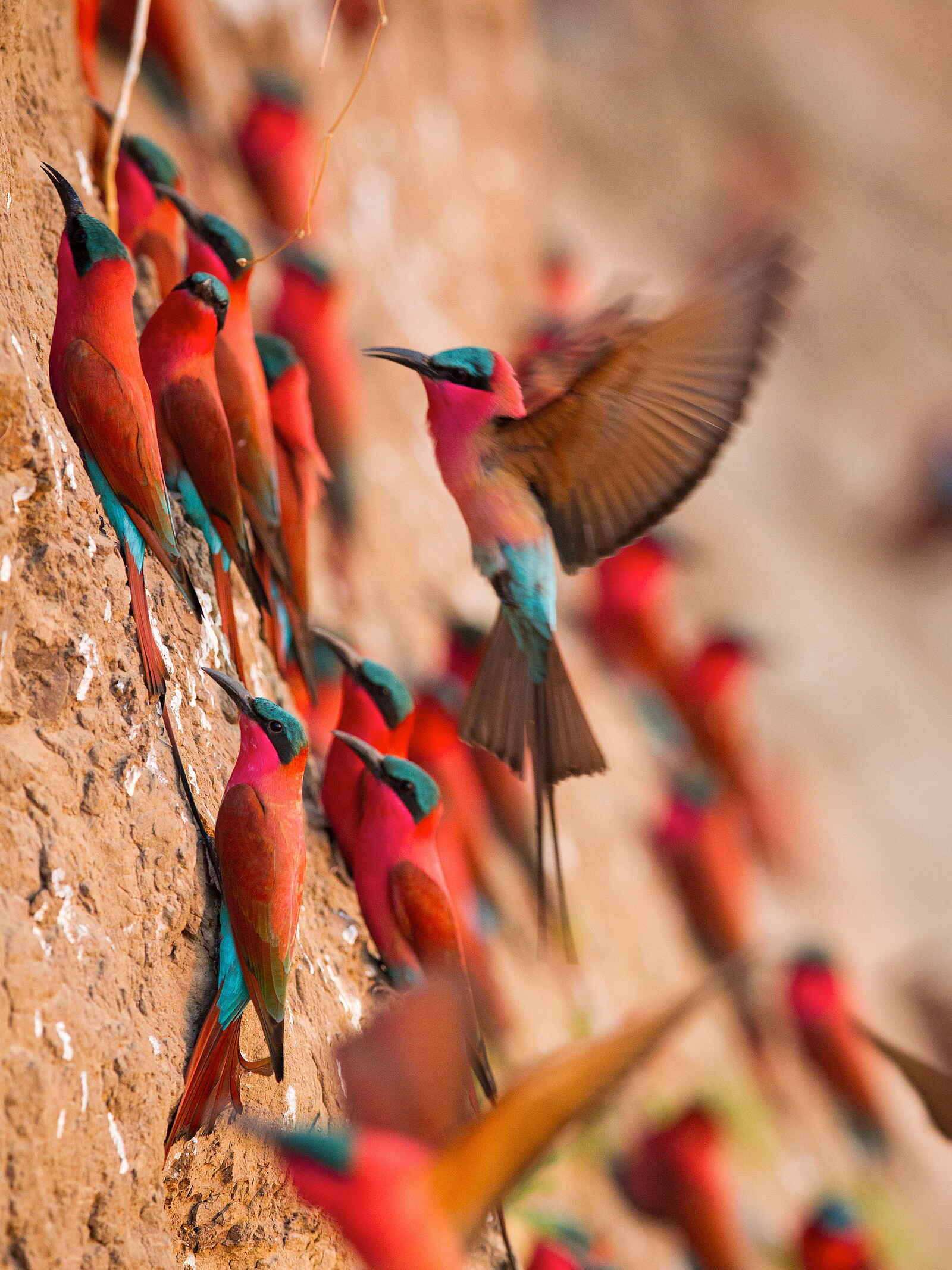 Time + Tide Chinzombo: Bienenfresser am sandigen Ufer Time + Tide Chinzombo: Bienenfresser am sandigen Ufer