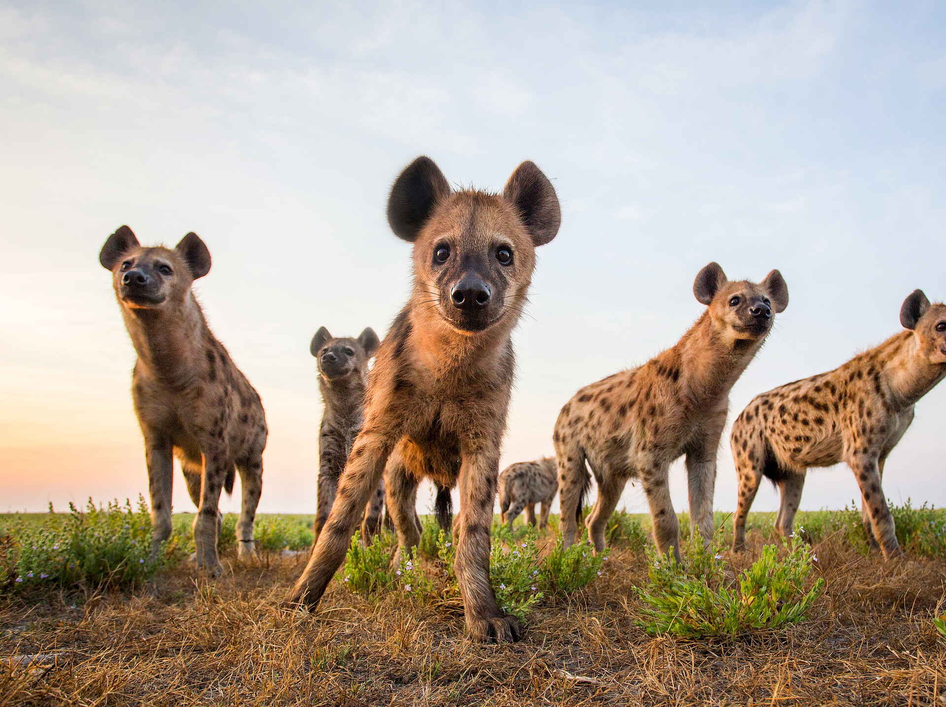 Time + Tide King Lewanika: Hyänengang