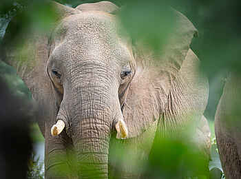Albida - Victoria Falls Lodge: Elefant