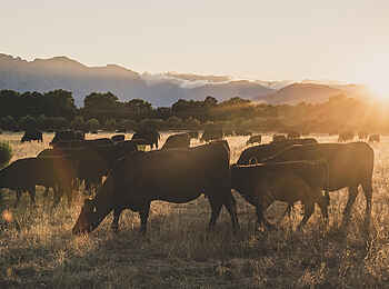Boschendal Wine Estate: Kühe