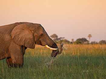 Daunara Safari Camp: Elefant