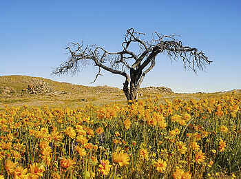 Desert Horse Inn: Blütenmeer in der Sukkulenten Karoo Wüste Desert Horse Inn: Blütenmeer in der Sukkulenten Karoo Wüste