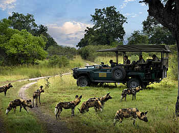 Duke´s Camp: Pirschfahrt mit Wildhunden