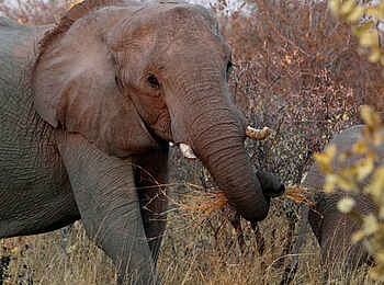 Ghoha Hills Savuti Lodge: Elefant beim Fressen