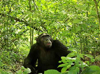 Kasenyi Safari Camp: Schimpanse am Boden