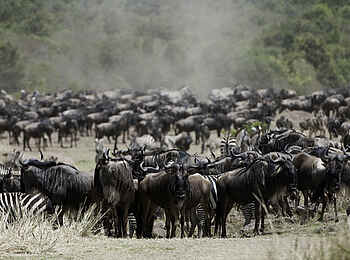Mara Plains Camp: Gnus und Zebras Mara Plains Camp: Gnus und Zebras