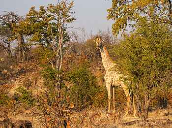 Mpala Jena Camp: Giraffe Mpala Jena Camp: Giraffe