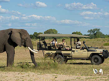 Nyamatusi Mahogany: friedlicher Gigant