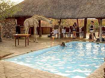 Okutala Lodge: Giraffe am Pool Okutala Lodge: Giraffe am Pool