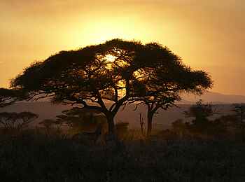 Oliver's Camp: Goldener Sonnenaufgang Oliver's Camp: Goldener Sonnenaufgang