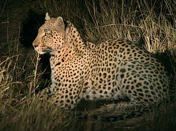 Pom Pom Camp: Leopard Pom Pom Camp: Leopard