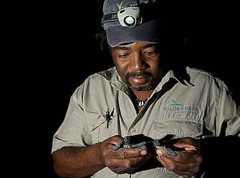 Rocktail Beach Camp: Schildkrötenbabies