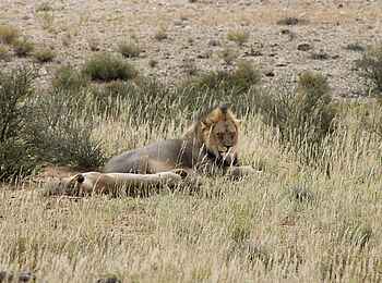 Rooiputs Lodge: Löwenpärchen im Gras