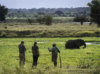 Ruckomechi Camp: Buschwanderung mit Elefant Ruckomechi Camp: Buschwanderung mit Elefant