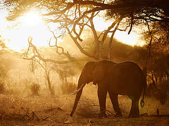 Sanctuary Swala: Sonnenuntergang mit Elefant