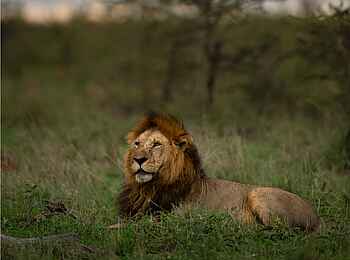 Singita Faru Faru: Löwe