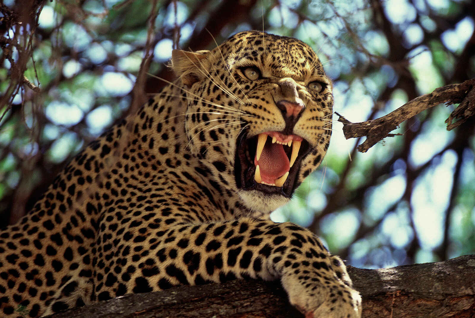 Tarangire Safari Lodge: Leopard Tarangire Safari Lodge: Leopard