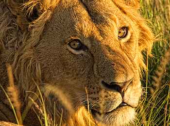 The Highlands Camp Camp: Löwenportrait