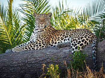 Tubu Tree Camp: Ein Leopard auf einem Baumstamm