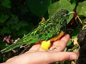 Frog and Fern Cottages: Emerald Cuckoo Frog and Fern Cottages: Emerald Cuckoo