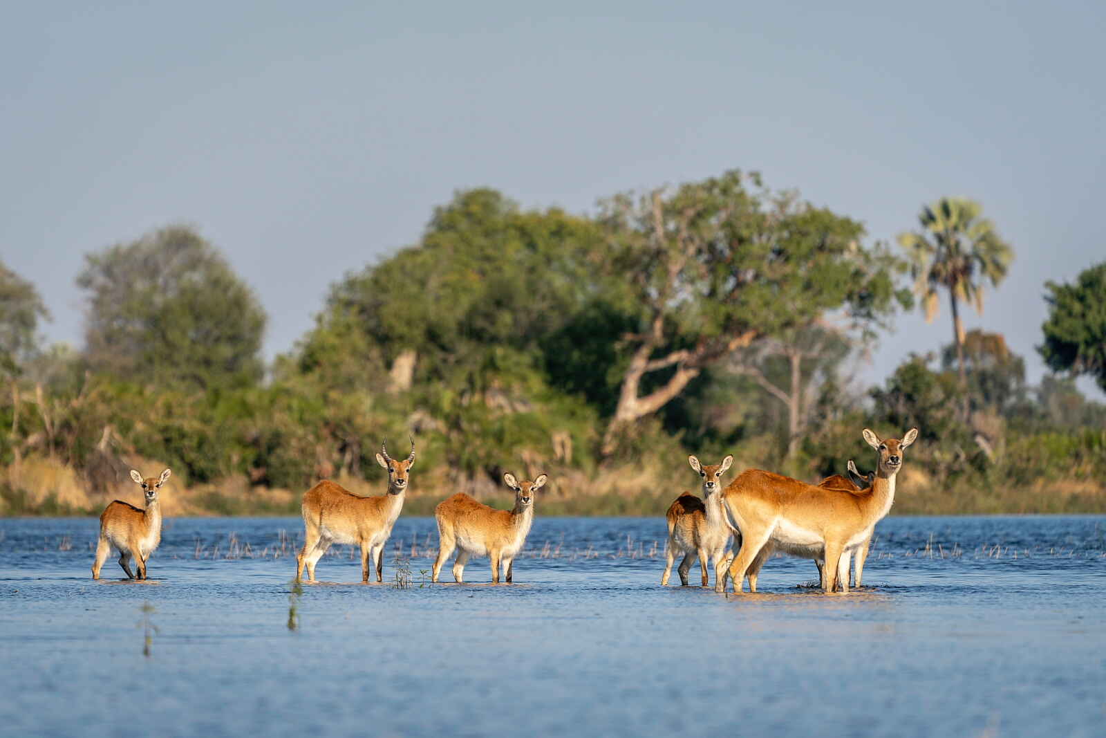 Jao Camp: Rote Moorantilopen Jao Camp: Rote Moorantilopen