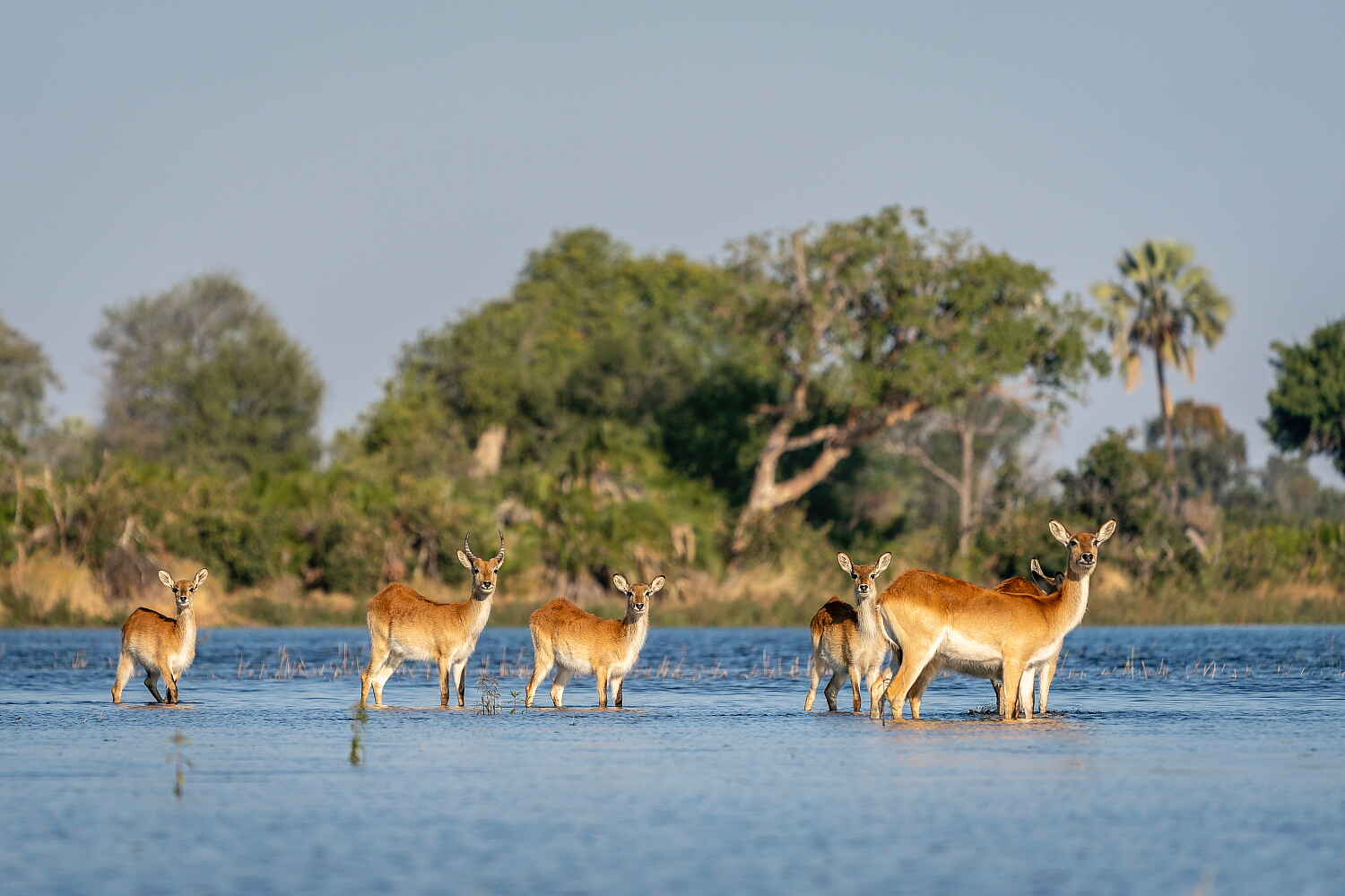 Jao Camp: Rote Moorantilopen