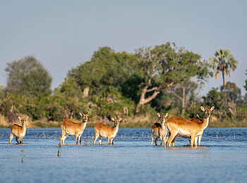 Jao Camp: Rote Moorantilopen Jao Camp: Rote Moorantilopen