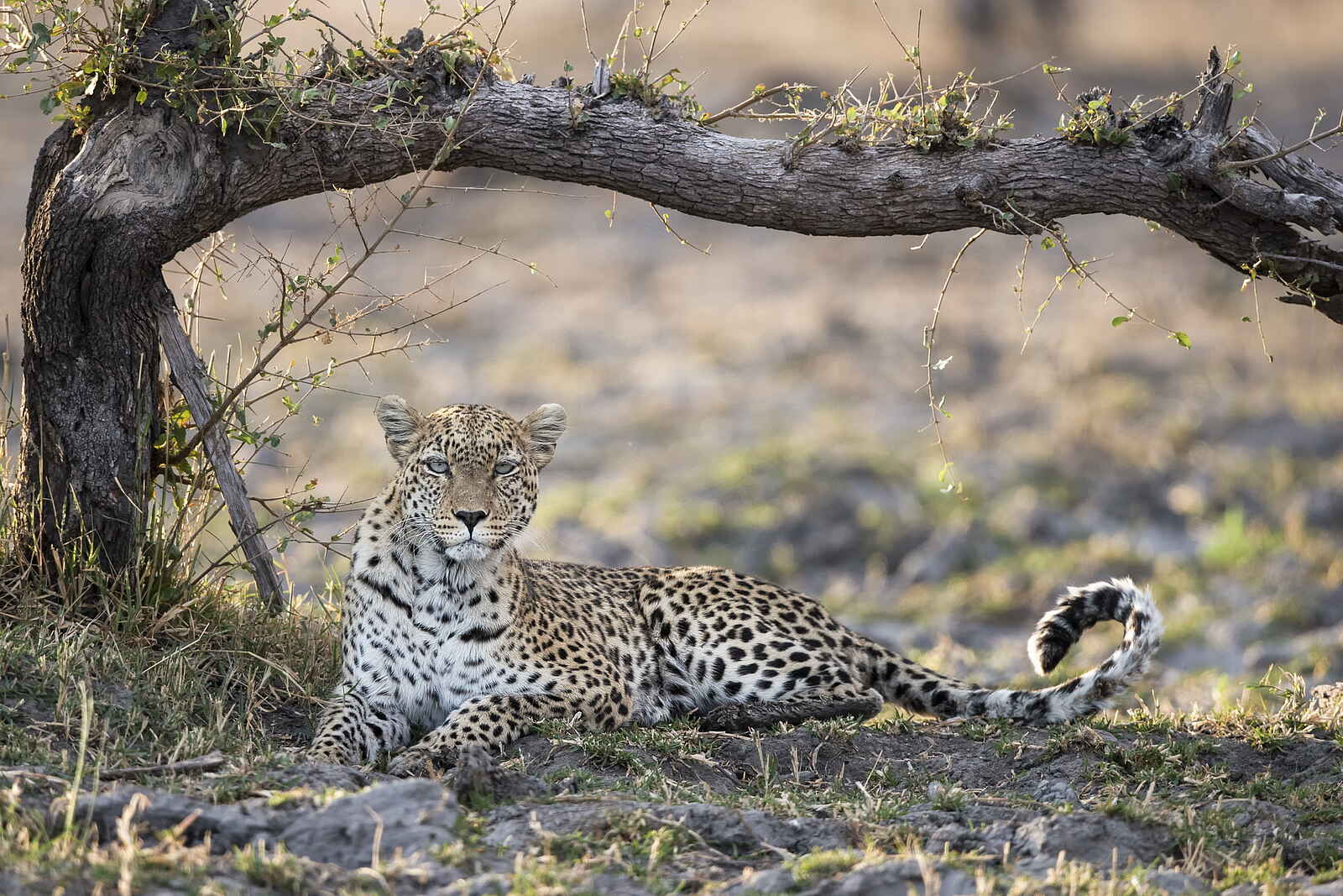 Qorokwe Camp: Leopard Qorokwe Camp: Leopard