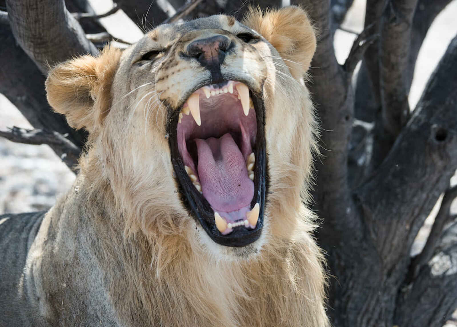 Safarihoek Lodge: Gähnender Löwe Safarihoek Lodge: Gähnender Löwe