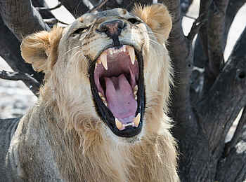 Safarihoek Lodge: Gähnender Löwe Safarihoek Lodge: Gähnender Löwe