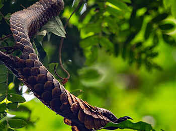 Sangha Lodge: Ausgestrecktes Schuppentier Sangha Lodge: Ausgestrecktes Schuppentier