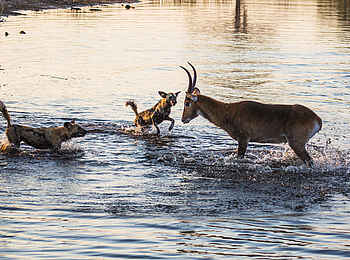 Selinda Camp: Afrikanischer Wildhunde im Fluss